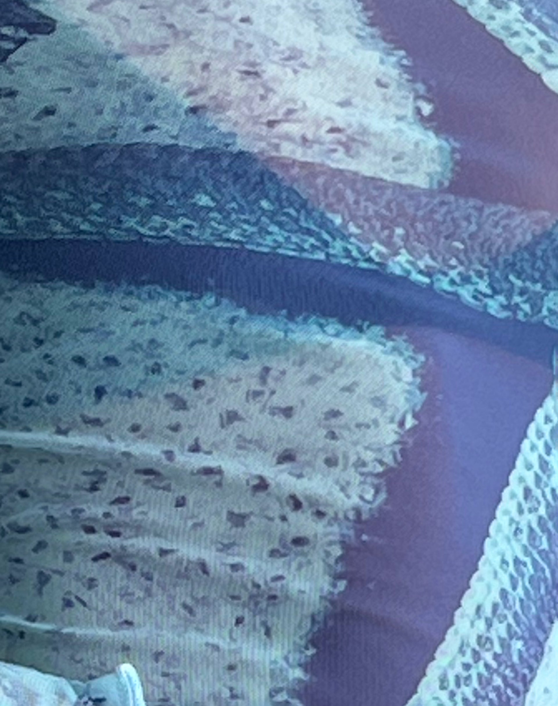Anchi Mesh Long Sleeve Top in Blue Starfish Photoprint