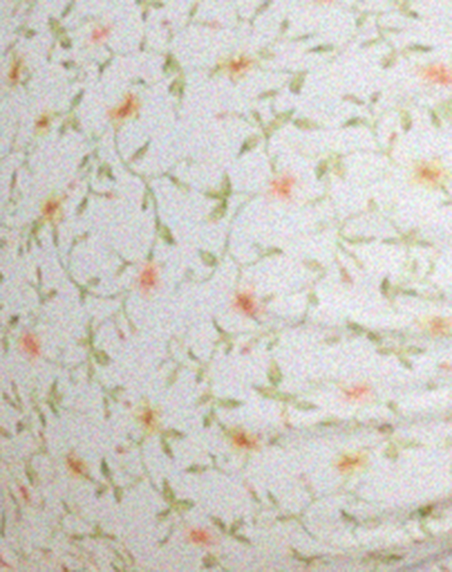 Ricoa Bikini Top in Pretty Petal Ivory